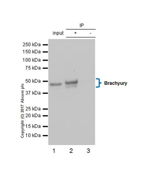 Anti-Brachyury / Bry antibody [EPR18113](AB209665)