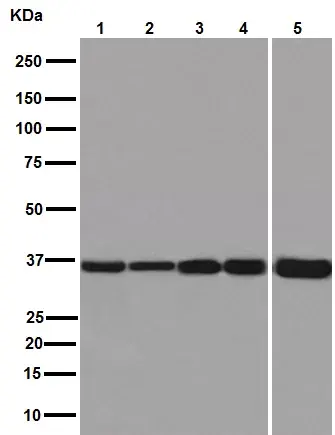 Anti-GAPDH antibody [EPR16891] - Loading Control(AB181602)