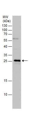Anti-TSLP antibody(AB229251)