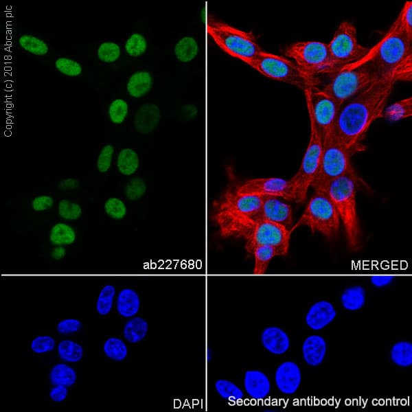 Anti-SOX10 antibody [SP267] - BSA and Azide free(AB245760)
