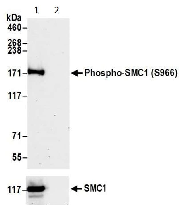 Anti-SMC1A (phospho S966) antibody(AB1276)