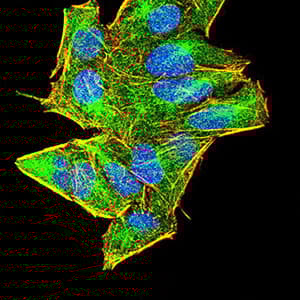 Anti-AIM2 antibody [7G12D1](AB233756)
