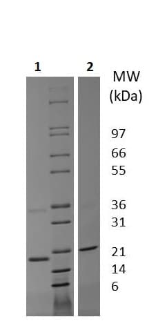 Ab256097  Sds Page Img896