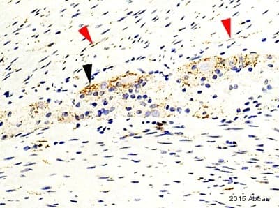Anti-Synaptophysin antibody [SY38](AB8049)