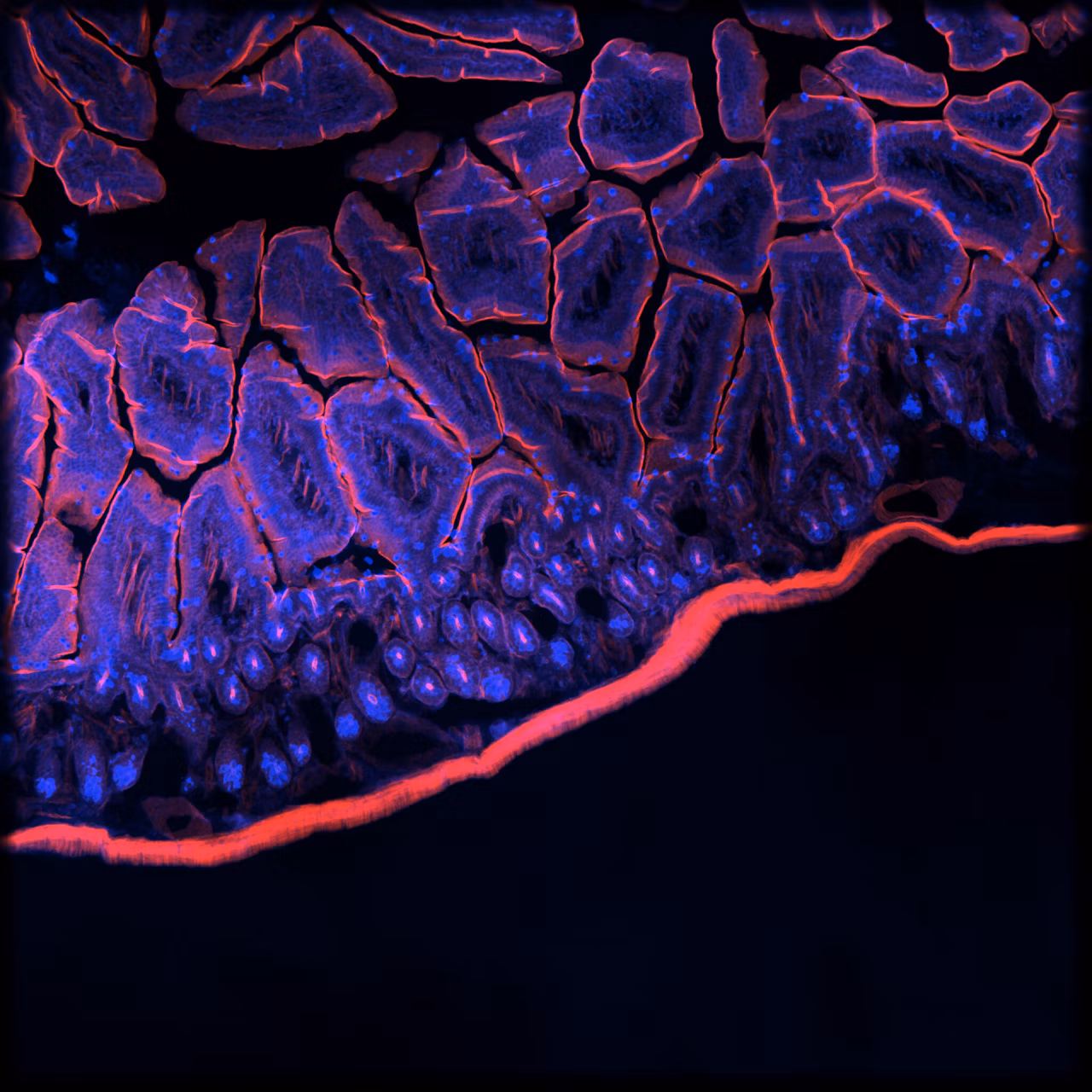 Molecular Devices Micro Confocal Imaging System Image5