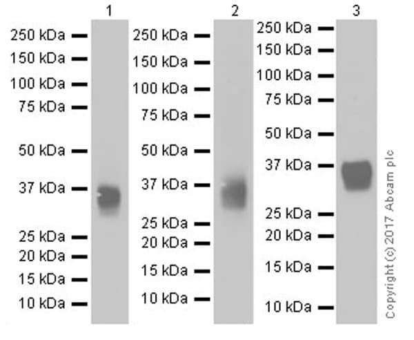 Anti-CD8 alpha antibody [EPR20305](AB209775)