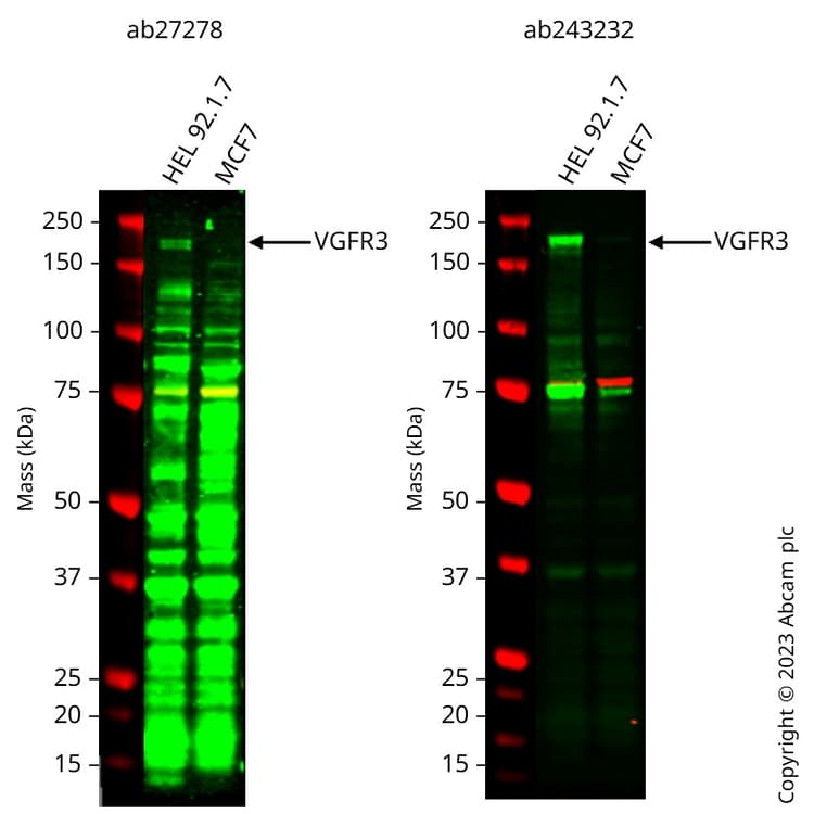 Anti-Calnexin antibody [CANX/1543](AB238078)