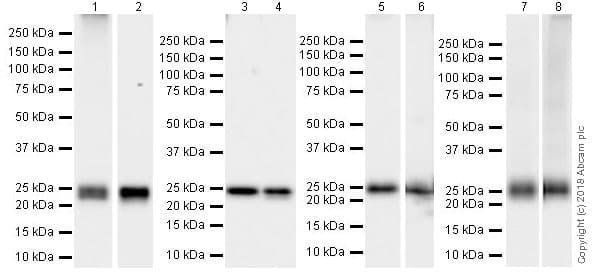 Anti-Rab5 antibody [EPR21801] - Early Endosome Marker(AB218624)