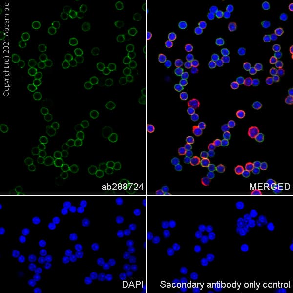 Anti-CD4 antibody [RM1013](AB288724)