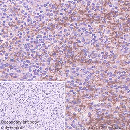Anti-CD9 antibody [EPR23105-121](AB236630)