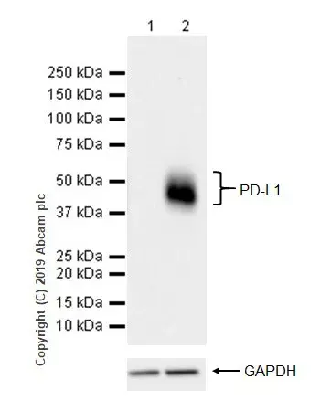 Anti-PD-L1 antibody [CAL10](AB237726)