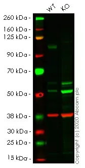 Anti-GAPDH antibody [6C5] - Loading Control(AB8245)