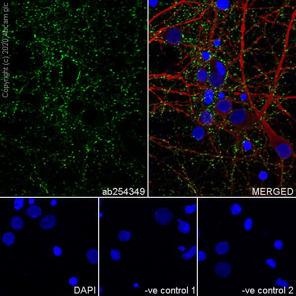 Anti-Synapsin I antibody [EPR23531-50] - Synaptic Marker(AB254349)