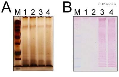 Anti-Salmonella typhimurium LPS antibody [1E6](AB8274)