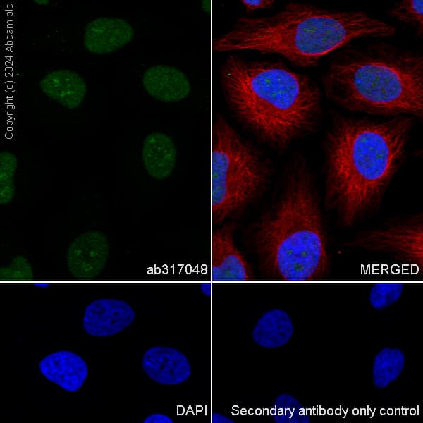 Rbpjk Antibody Rm2045 Ab317048  Immunocytochemistry Immunofluorescence Img432307