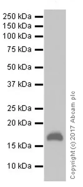 Anti-p21 antibody [EPR18021](AB188224)