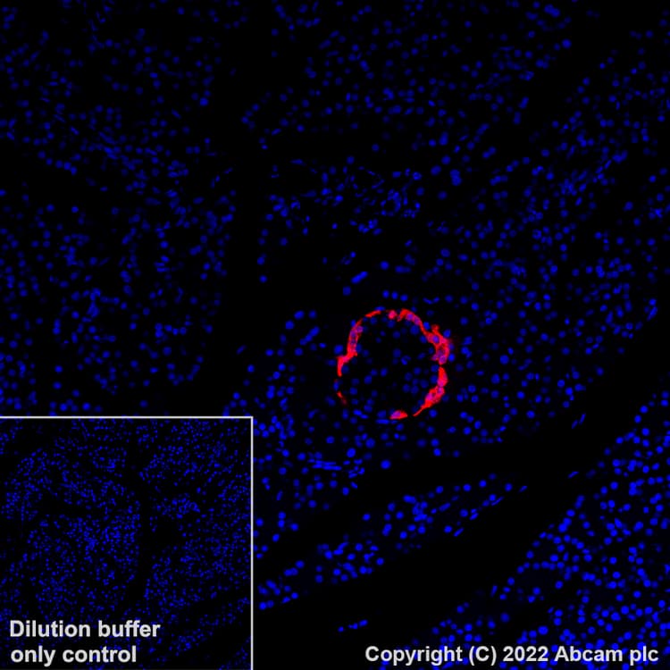 Alexa Fluor® 647 Anti-Glucagon antibody [EP3070](AB307337)