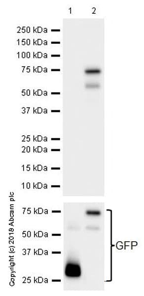 Anti-FOXP3 antibody [EPR22102-37](ab215206)
