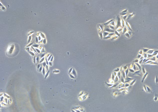 CellCheck 17 Cells Grow Divide Kid21756203 1