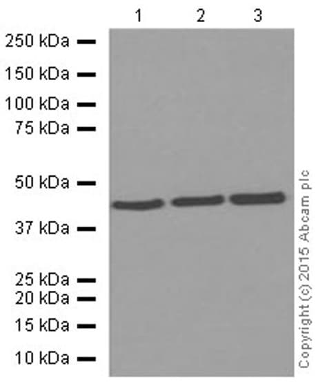 Anti-alpha smooth muscle Actin (acetyl E3) + ACTG2 (acetyl E3) antibody [E184](AB32575)