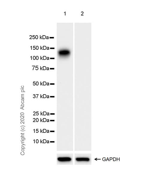 Anti-NMDAR1 antibody [EPR23397-66](AB274377)