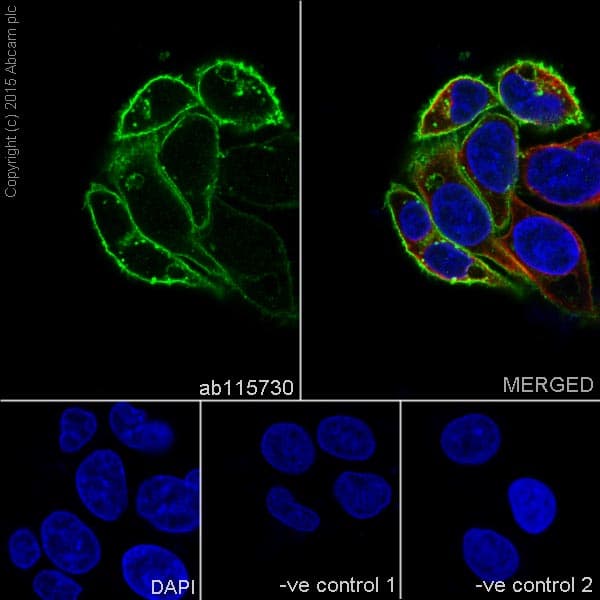 Anti-Glucose Transporter GLUT1 antibody [EPR3915] - BSA and Azide free(AB252403)