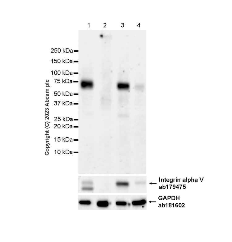 Anti-Integrin alpha V antibody [EPR16800](AB179475)