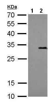 Anti-Strep-tag II antibody [GT661](AB184224)