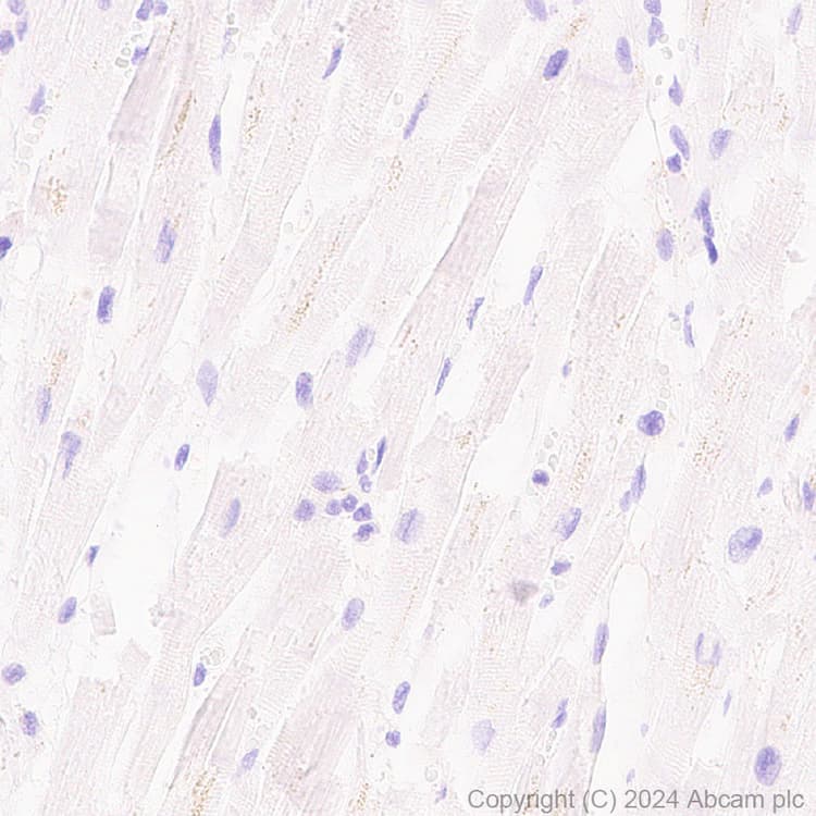 Anti-Claudin 1 antibody [RM1186](AB317709)