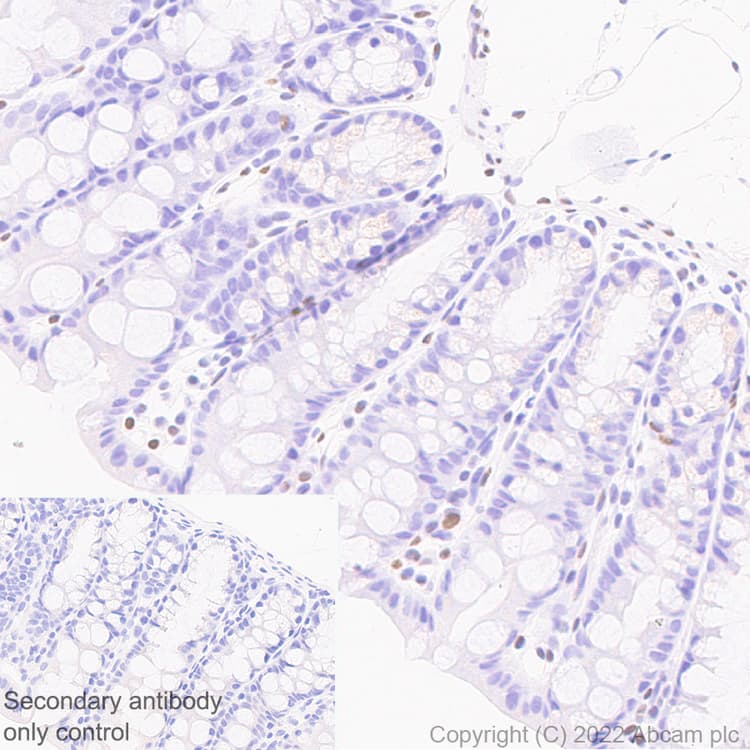Anti-ZEB1 antibody [EPR26184-63] - BSA and Azide free(AB303481)