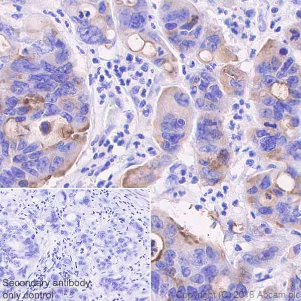 Anti-MUC13 antibody [EPR21901] - BSA and Azide free(AB237590)
