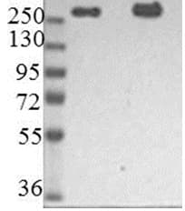 Anti-Nestin antibody [10C2] - Neural Stem Cell Marker(AB22035)