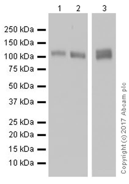 Anti-CD31 antibody [EPR17260-263](AB222783)