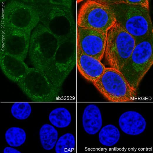 Anti-S6K1 antibody [E343] - BSA and Azide free(AB203558)