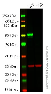 Anti-STAT3 antibody [EPR361] - BSA and Azide free(AB171360)
