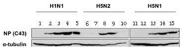 Anti-Influenza A Virus Nucleoprotein antibody [C43](AB128193)