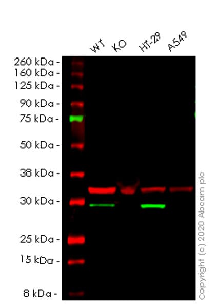 Anti-MTAP antibody [EPR22570-76](ab254265)