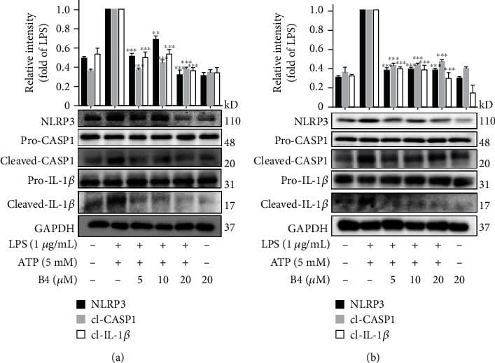 Anti-Caspase-1 antibody [EPR19672](AB207802)