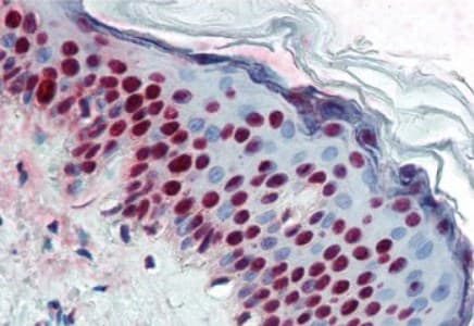 Anti-Aly/Ref antibody [11G5](AB6141)