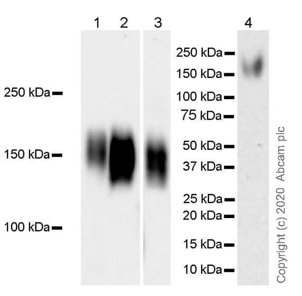Anti-DAG1 antibody [IIH6C4](AB234587)