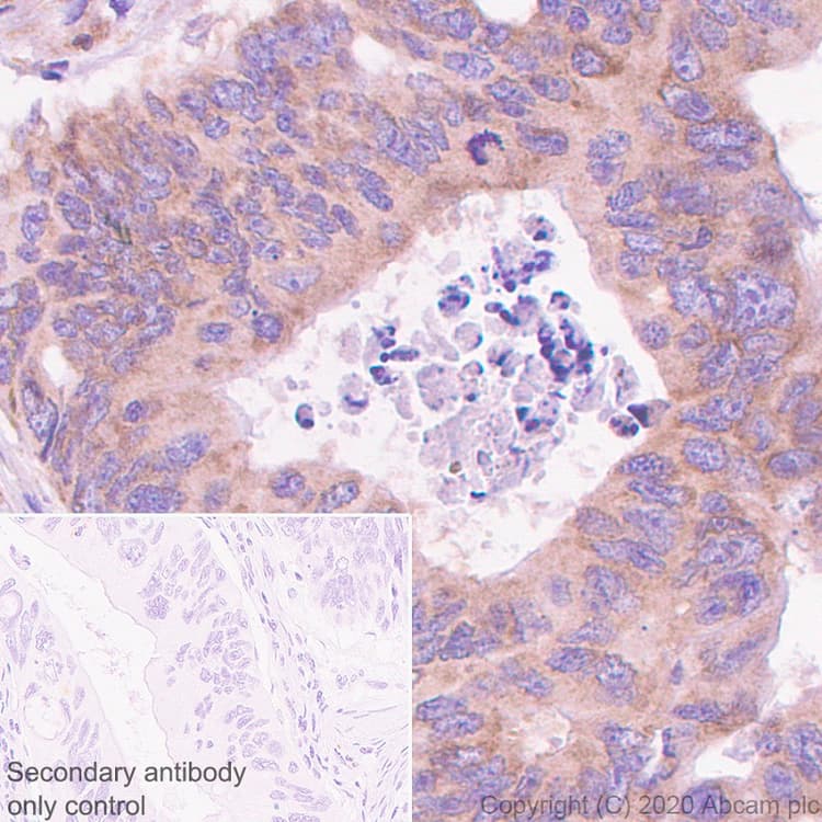 Ago4 Antibody Epr23799 22 Bsa And Azide Free Ab275966  Immunohistochemistry Formalin Pfa Fixed Paraffin Embedded Sections Img110802