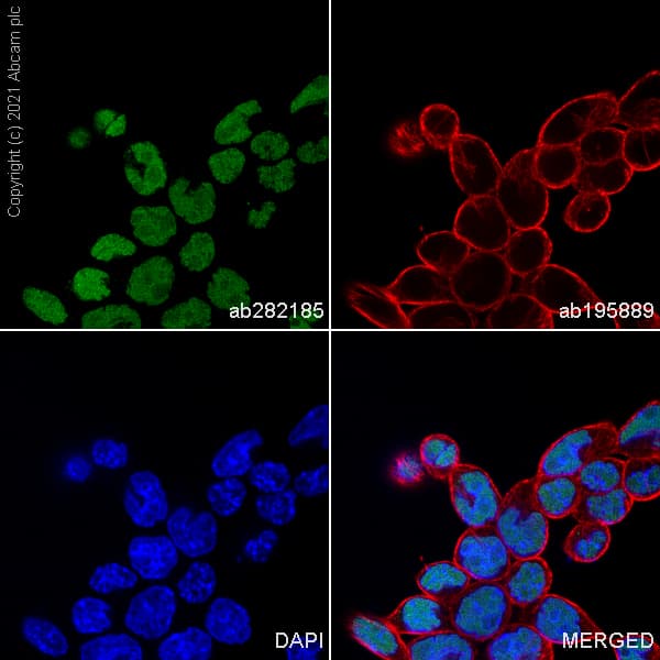 Alexa Fluor 488 Sox2 Antibody Sp76 Ab282185  Immunocytochemistry Immunofluorescence Img178336