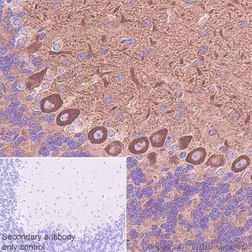 Anti-non-muscle Myosin IIB/MYH10 antibody [EPR22564-23](AB230823)