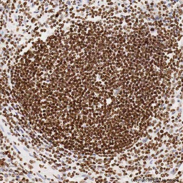 Histone H4 Antibody Mabcam 17036 Chip Grade Ab17036  Immunohistochemistry Formalin Pfa Fixed Paraffin Embedded Sections Img101035