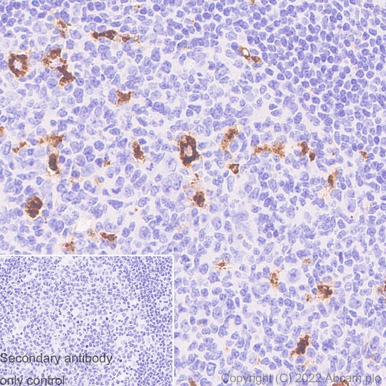 Anti-CD68 antibody [RM1031] - BSA and Azide free(ab303566)