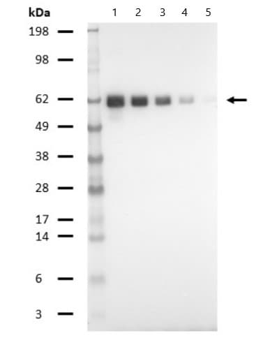Biotin Anti-T7 tag® antibody(AB81661)