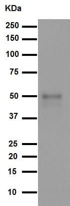 Anti-FOXA2 antibody [EPR4466](AB108422)