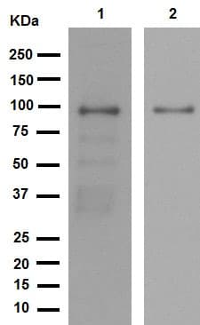 Anti-SATB2 antibody [EPNCIR130A](AB92446)