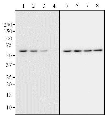 Anti-p53 (phospho S392) antibody [EP155Y] - BSA and Azide free(ab239211)