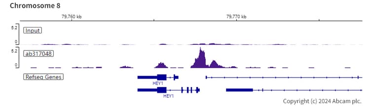 Rbpjk Antibody Rm2045 Ab317048  Chip Sequencing Img432196